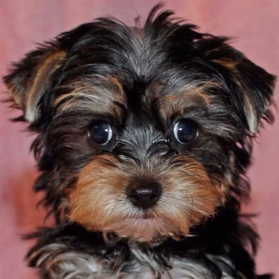 Tiny Yorkie puppies