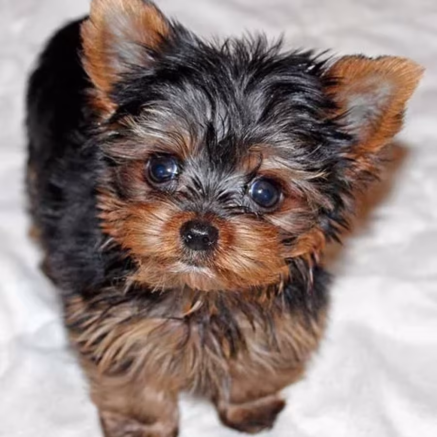 Tiny Yorkie puppies
