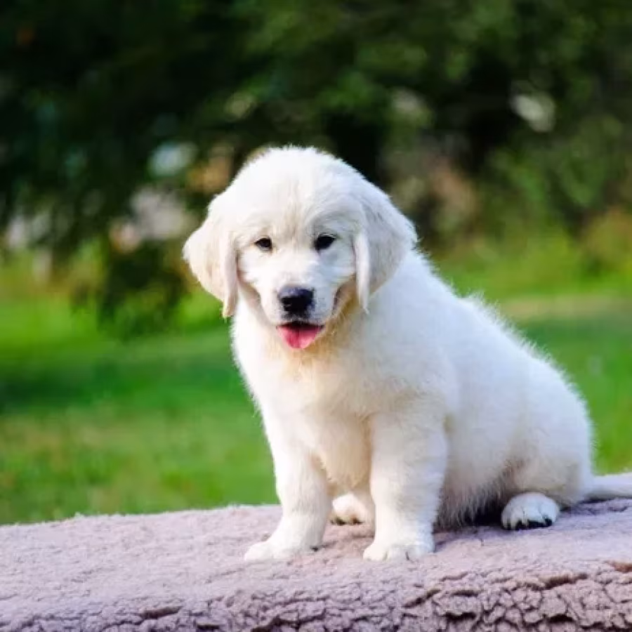 Beautiful golden retriever puppy