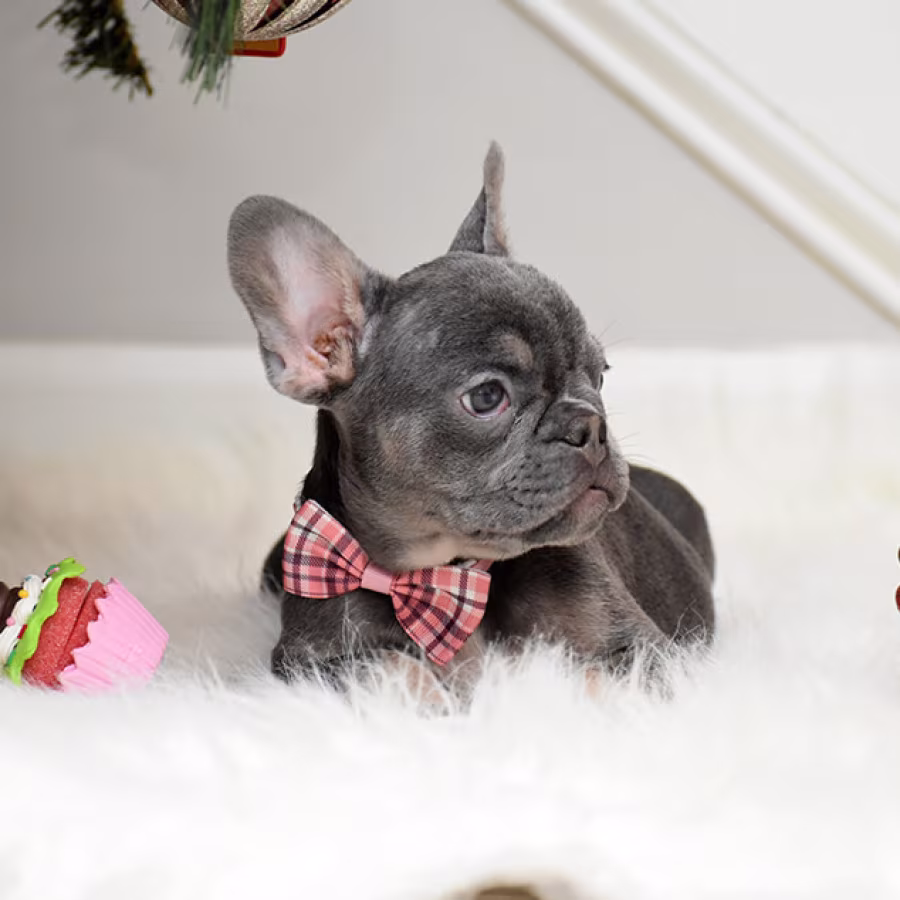 Female Blue Tan Full AKC Microchip in Georgia