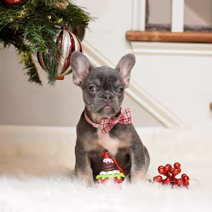 Female Blue Tan Full AKC Microchip in Georgia