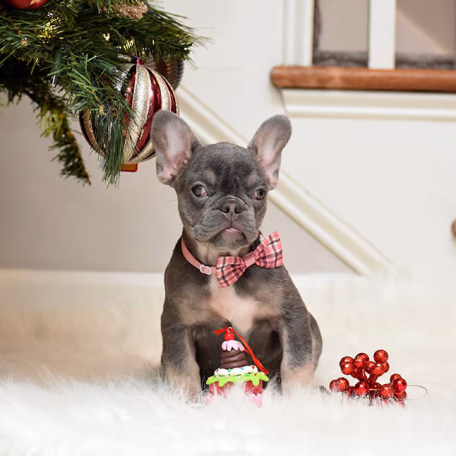Female Blue Tan Full AKC Microchip in Georgia