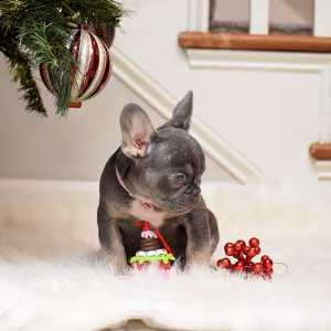 Female Blue Tan Full AKC Microchip in Georgia