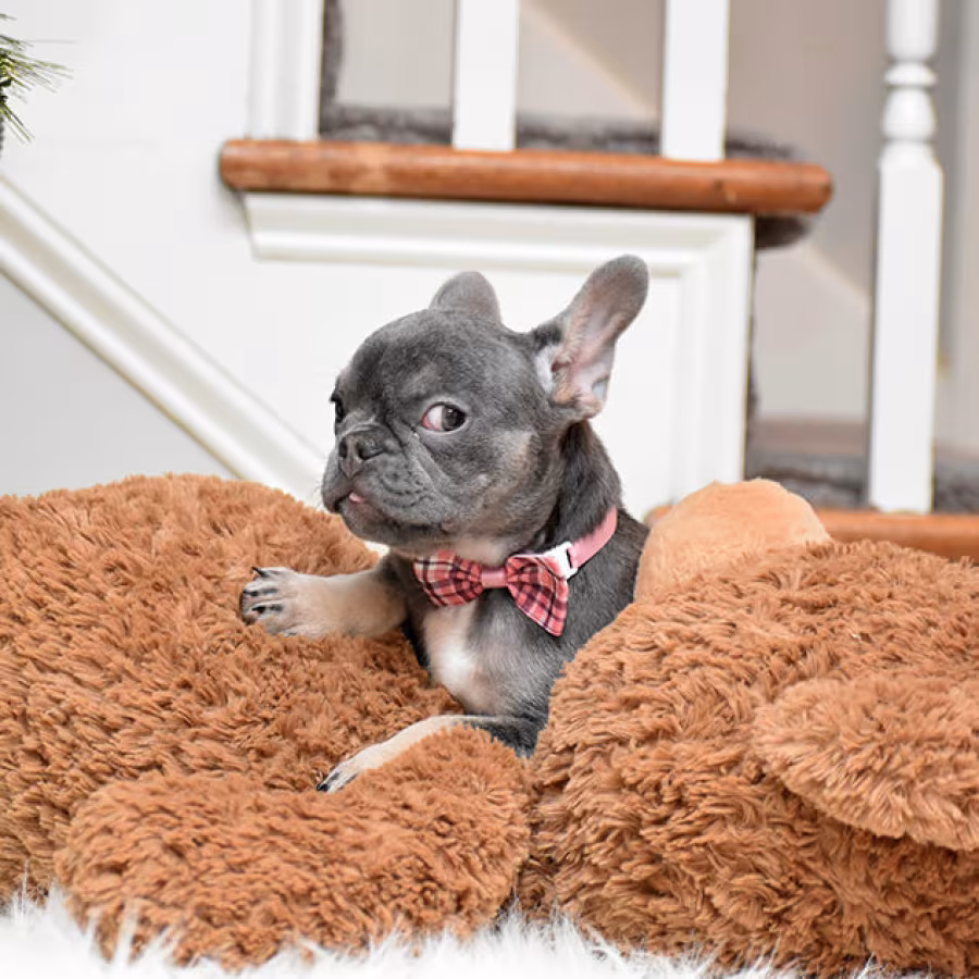 Female Blue Tan Full AKC Microchip in Georgia