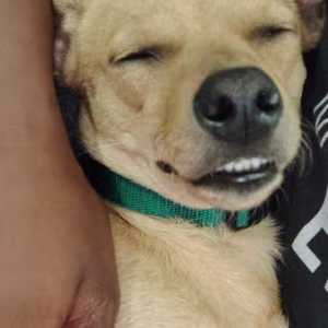 8 month old chiweenie