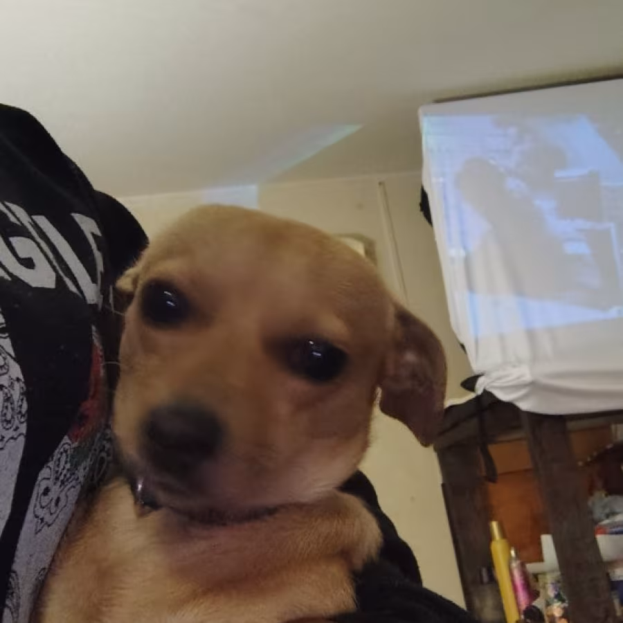 8 month old chiweenie