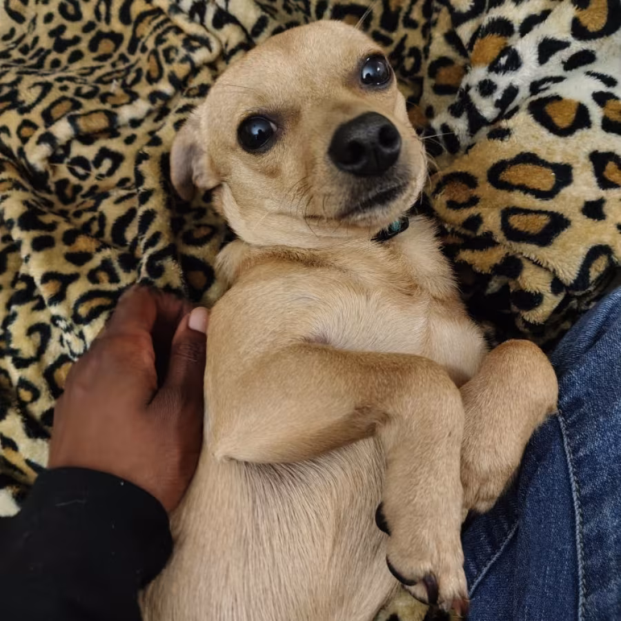 8 month old chiweenie