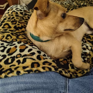 8 month old chiweenie