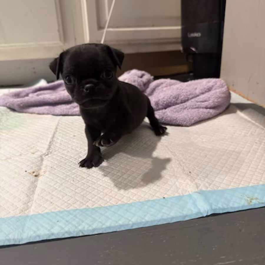 Pug puppies