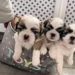 Beautiful Shih tzu and poodle for adoption