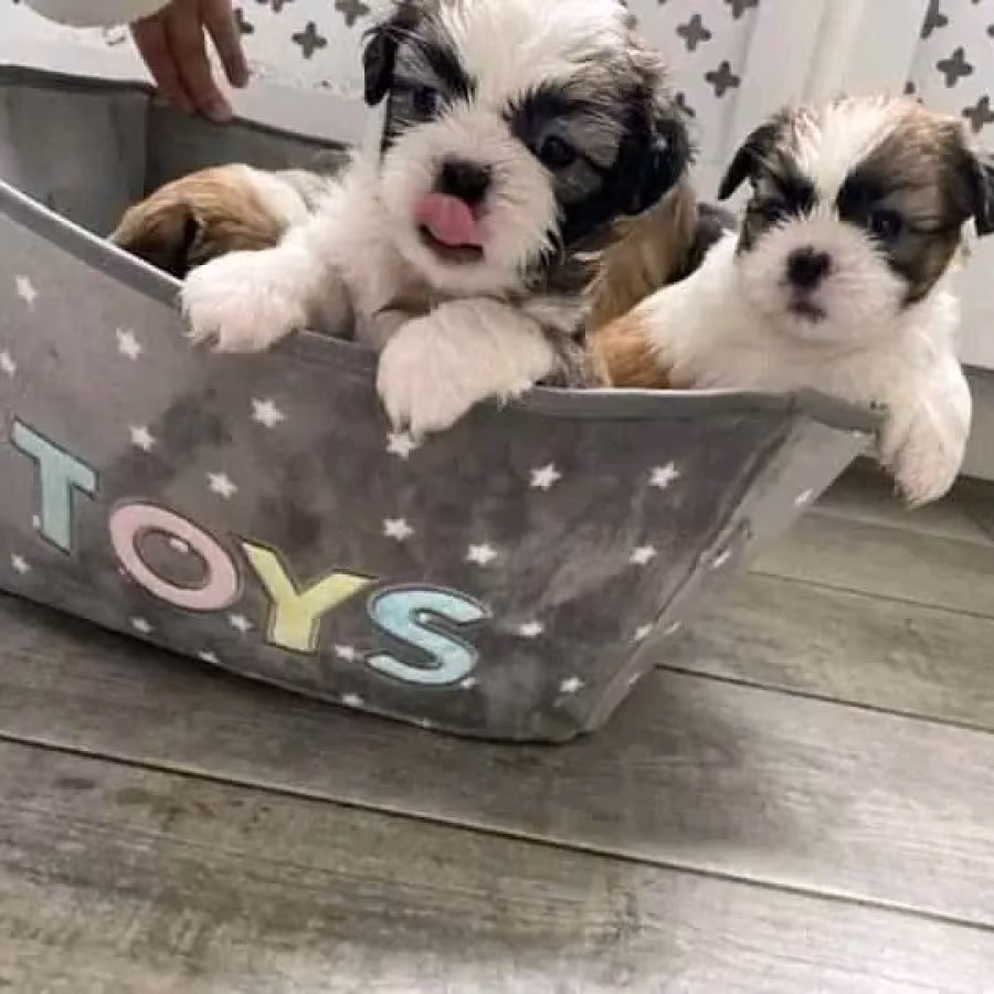 Beautiful Shih tzu and poodle for adoption