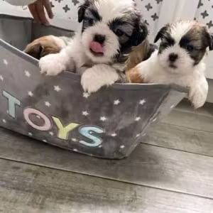 Beautiful Poodle and Shih tzu for adoption