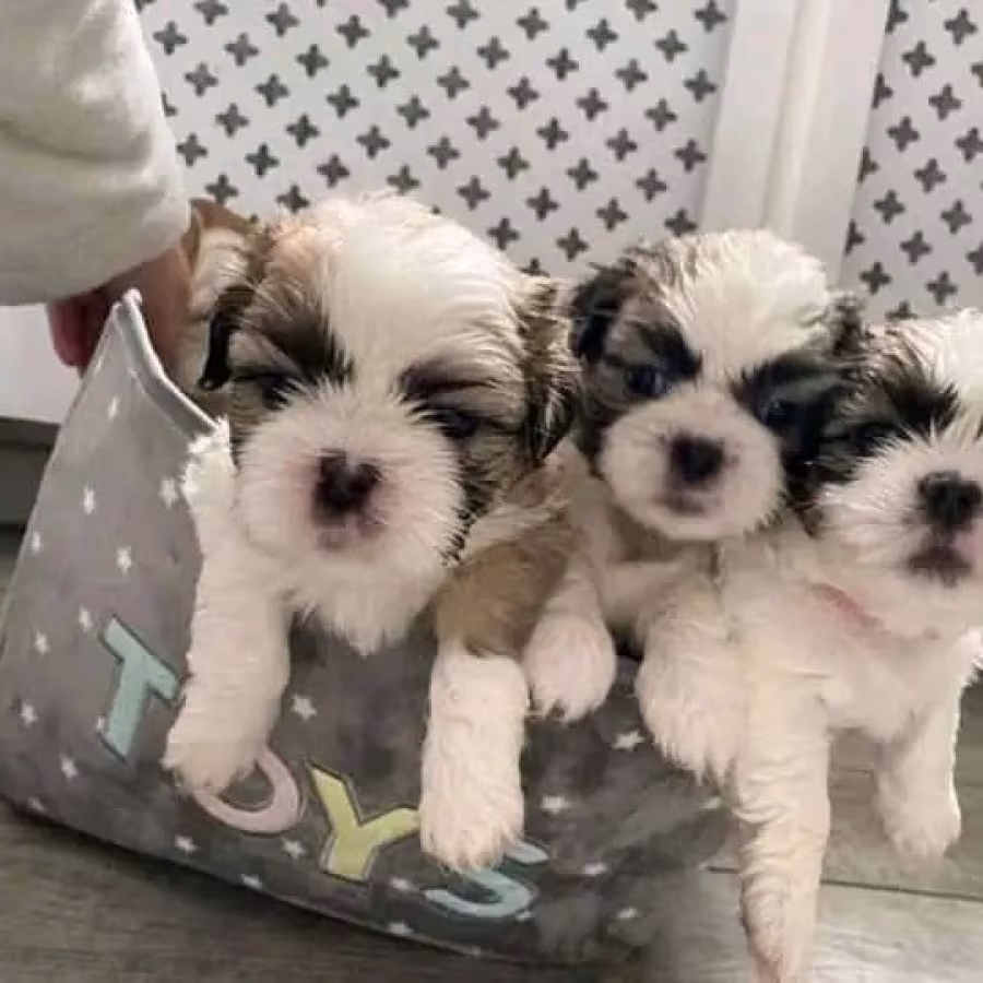 Beautiful Poodle and Shih tzu for adoption