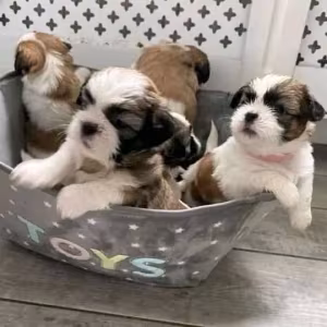 Beautiful Poodle and Shih tzu for adoption