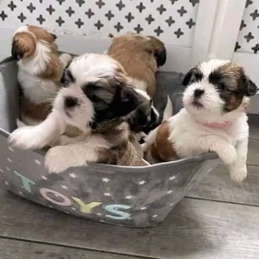 Beautiful Poodle and Shih tzu for adoption