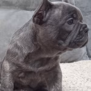 Male Blue Full AKC registration, in Georgia