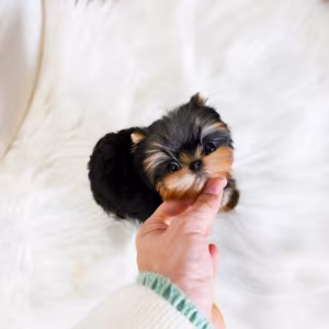 Derine Shih Tzu Puppies