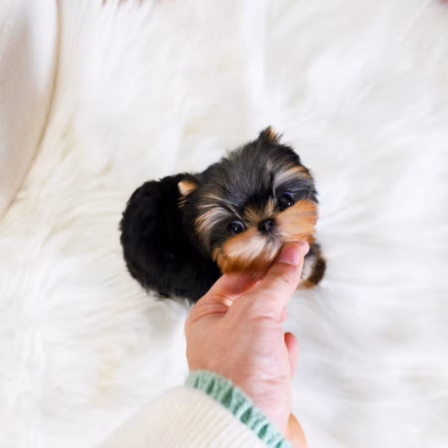 Derine Shih Tzu Puppies