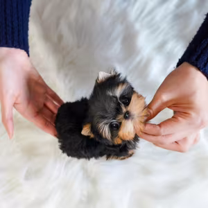 Derine Shih Tzu Puppies