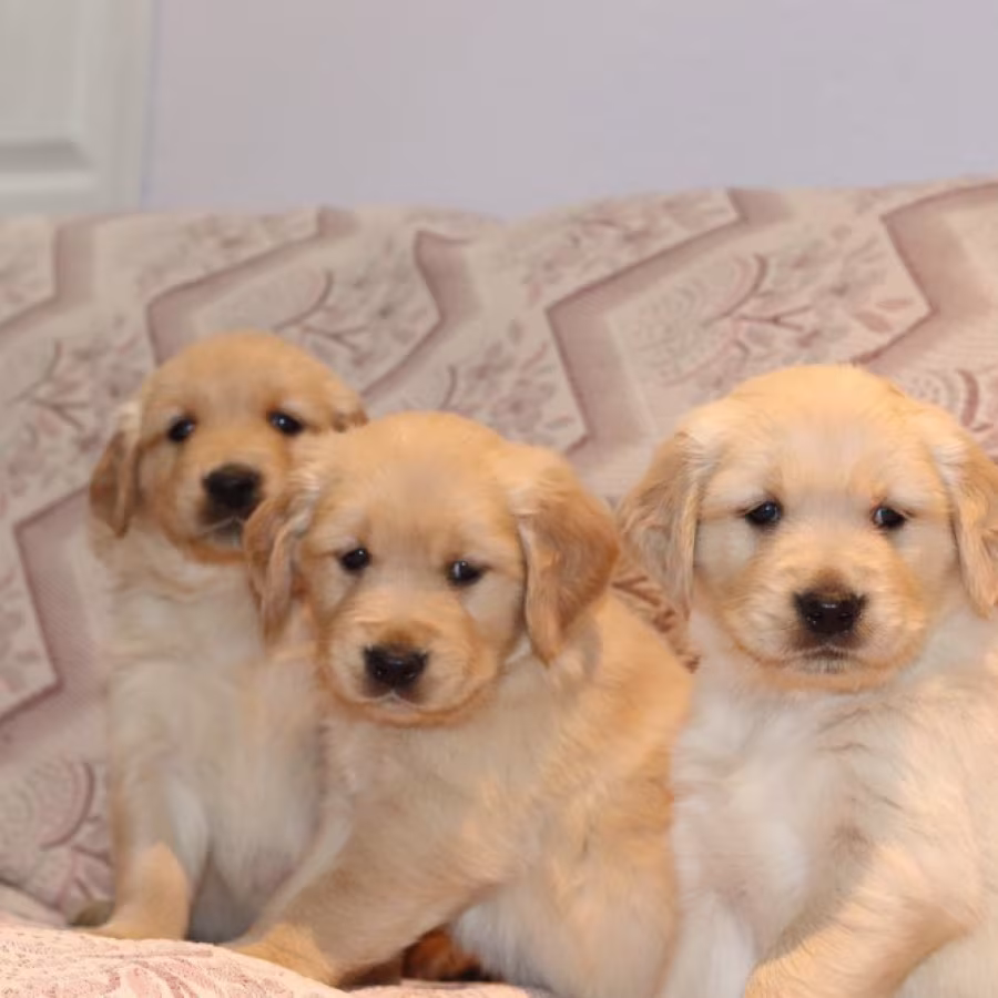 Sweet Male and female Golden Retriever Puppies
