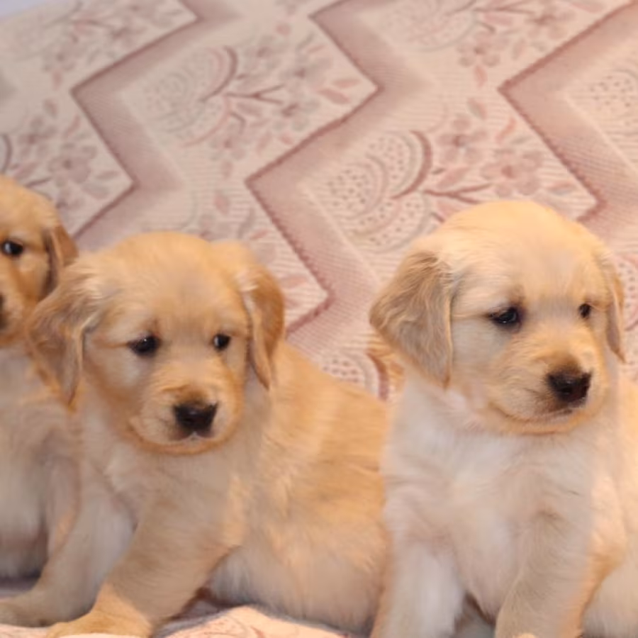 Sweet Male and female Golden Retriever Puppies