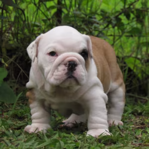 Dill & Pickles English Bulldog Puppies