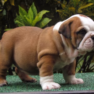 Dill & Pickles English Bulldog Puppies