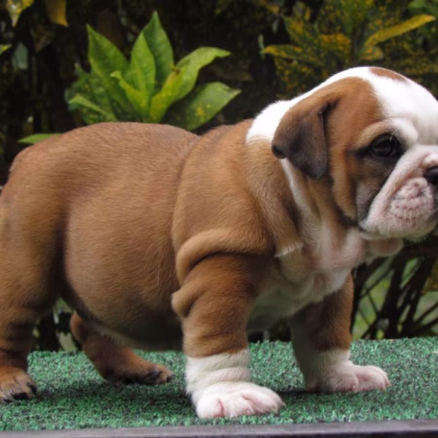 Dill & Pickles English Bulldog Puppies