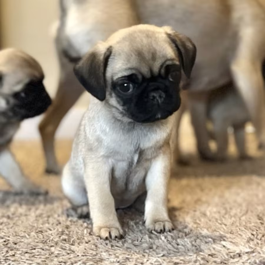 Pug Puppies