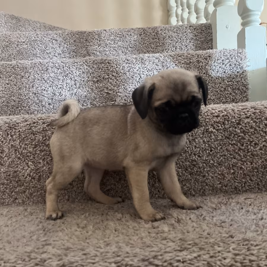 Pug Puppies