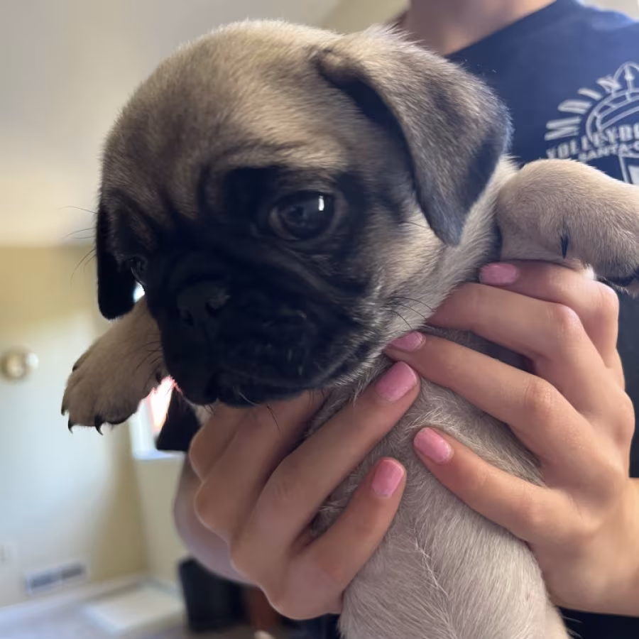Pug Puppies