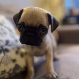 Pug Puppies