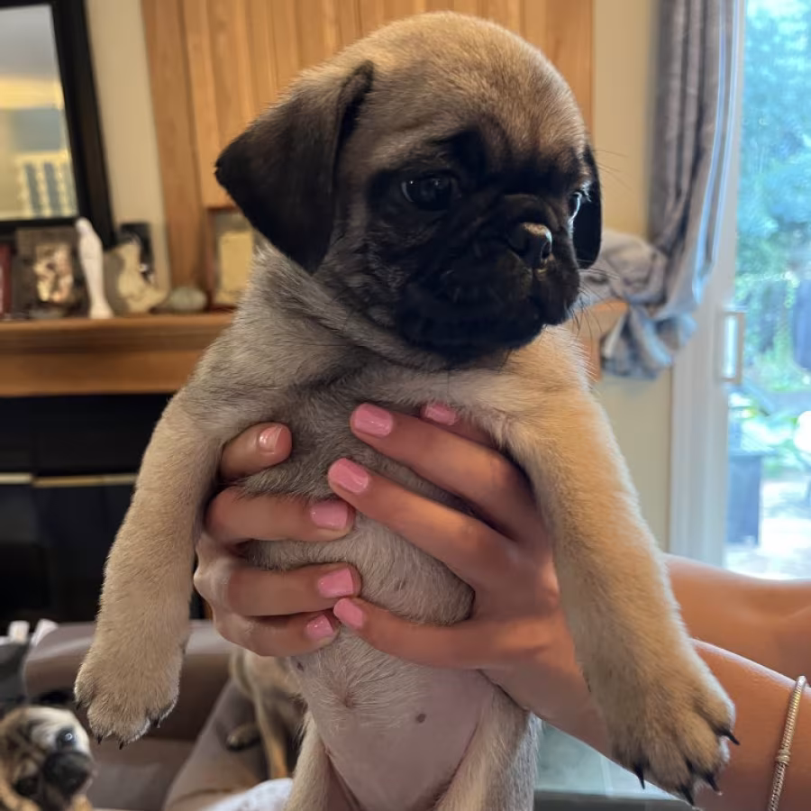 Pug Puppies