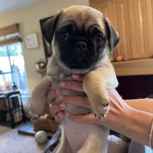 Pug Puppies