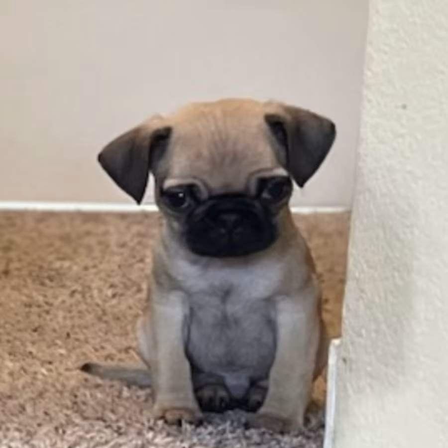 Pug Puppies