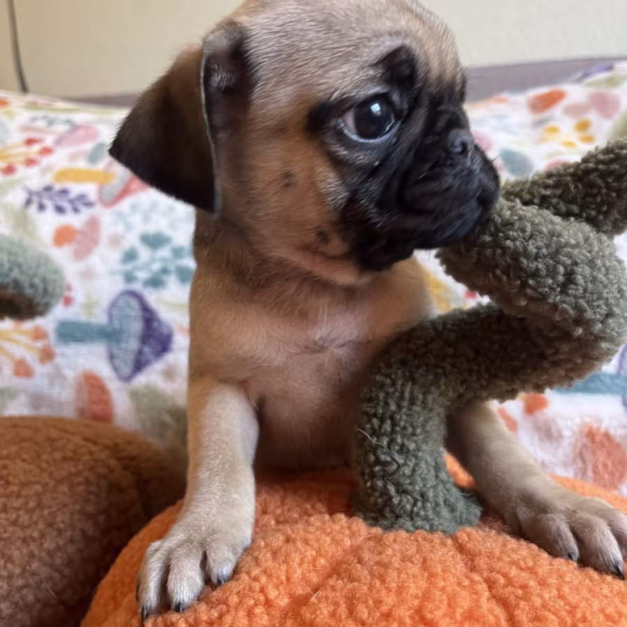 Pug Puppies