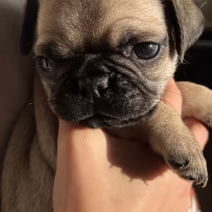 Pug Puppies
