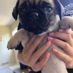 Pug Puppies