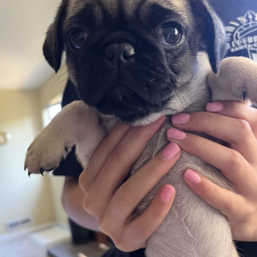 Pug Puppies