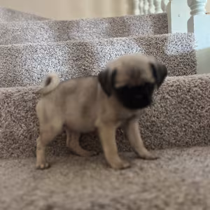 Pug Puppies