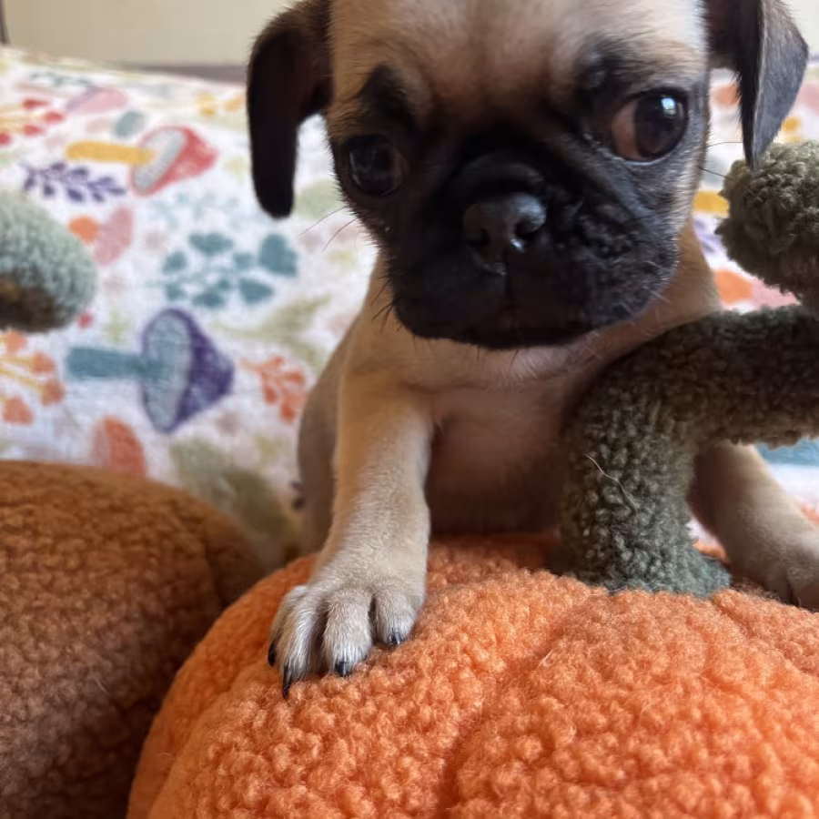 Pug Puppies