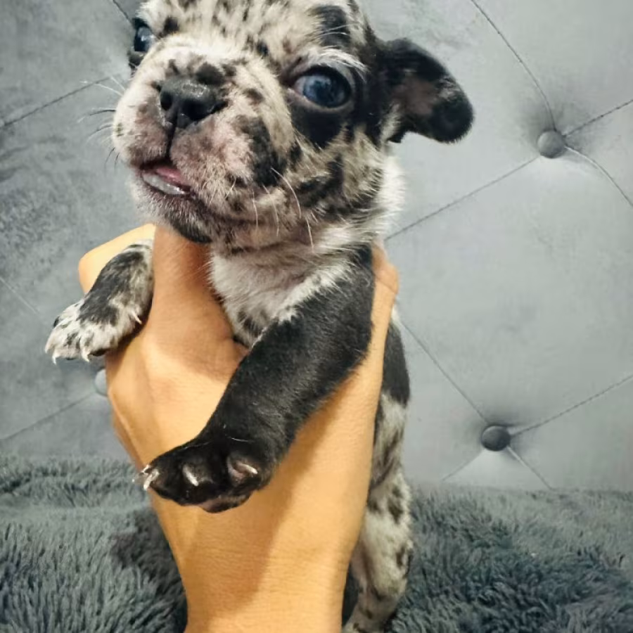 French Bulldogs (male and female)
