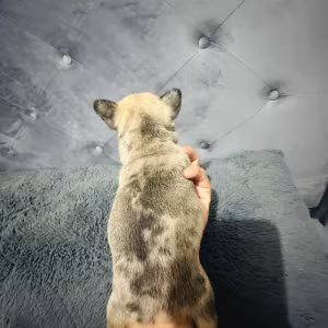 French Bulldogs (male and female)