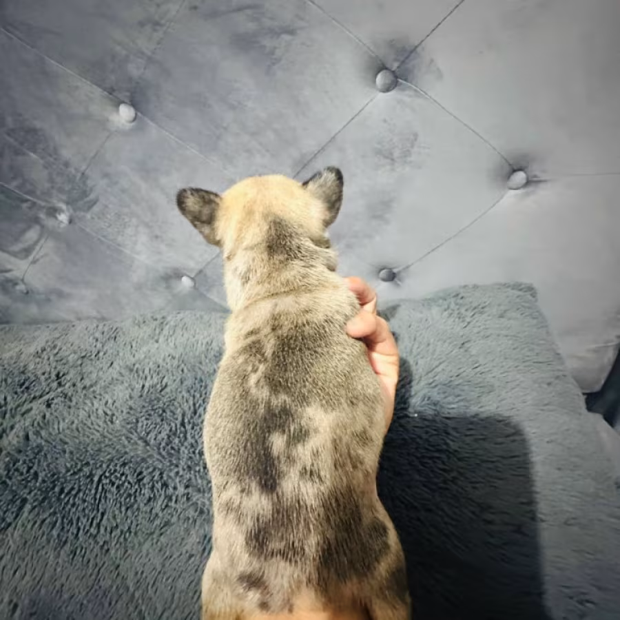 French Bulldogs (male and female)
