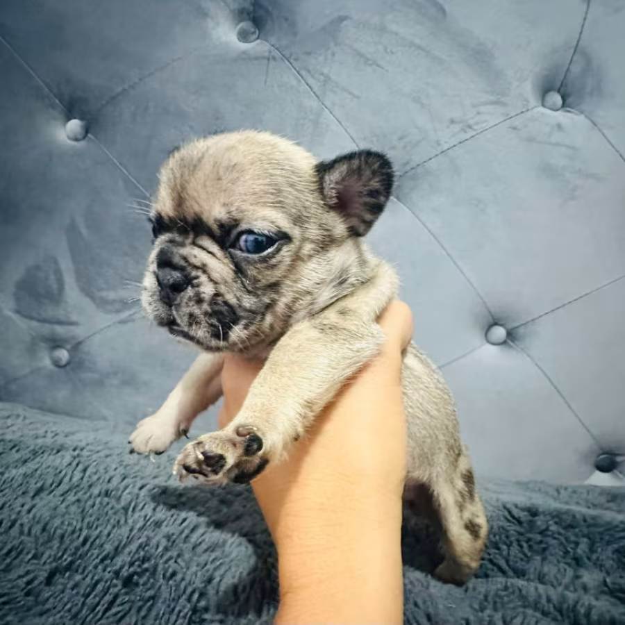 French Bulldogs (male and female)