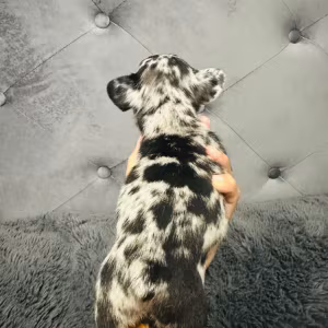 French Bulldogs (male and female)
