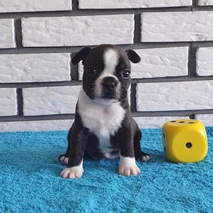 Boston terrier puppies for sale