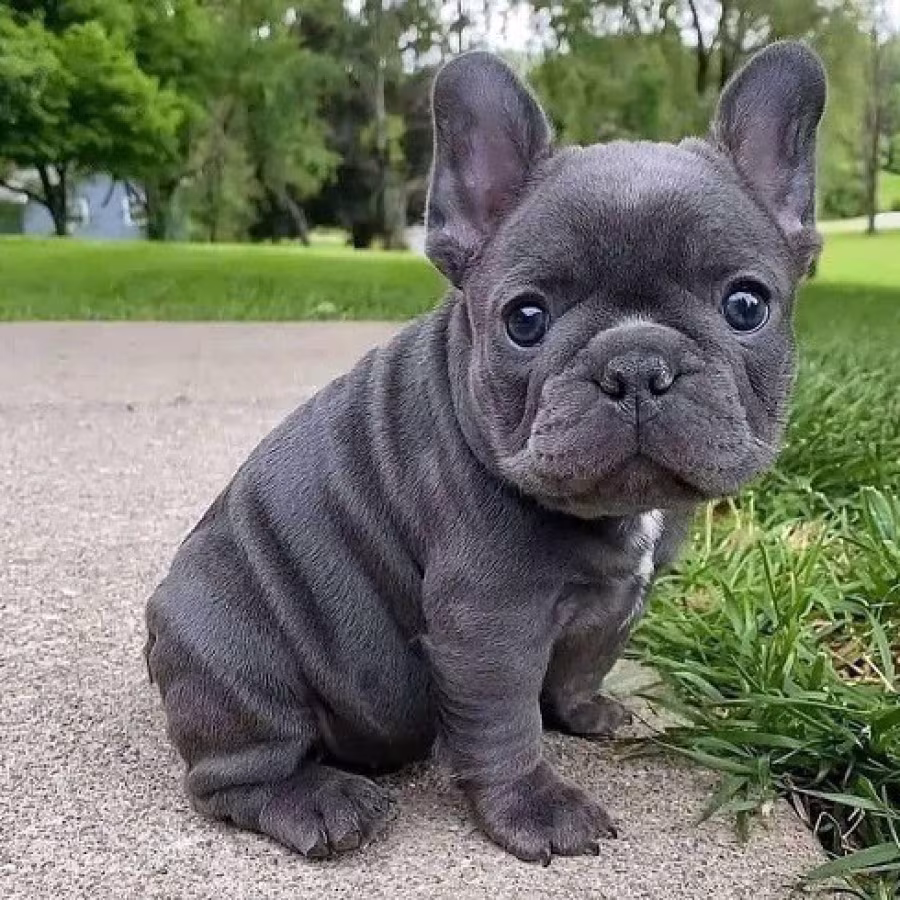 French bulldog puppies for sale