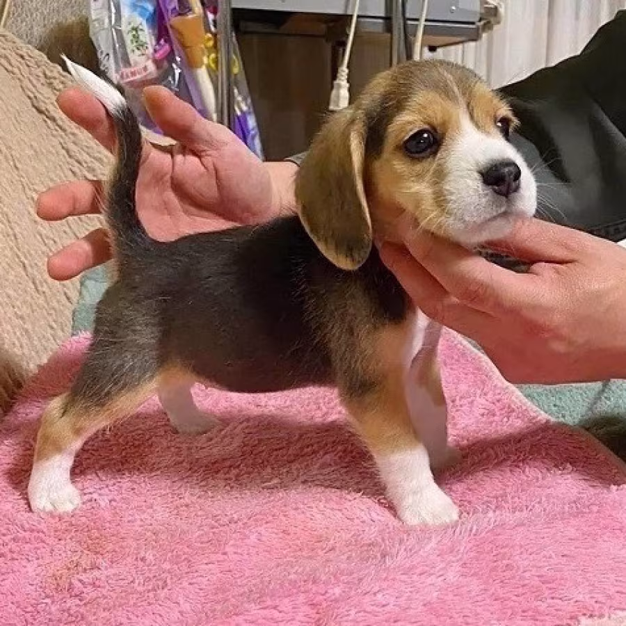 Beagle puppies for sale.
