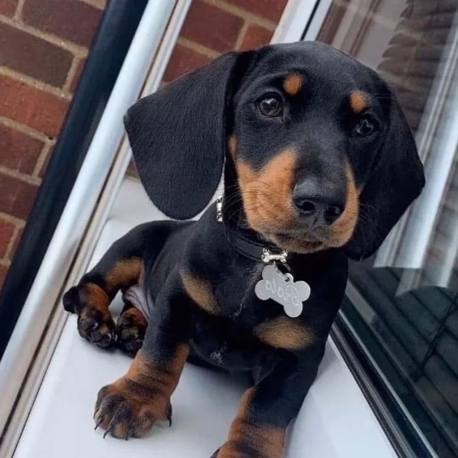 Miniature Dachshund puppies for sale